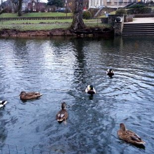 Pīles Cēsu dīķī. /Inese/