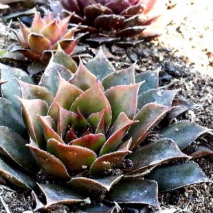 Saulrieteņi. /Marika/