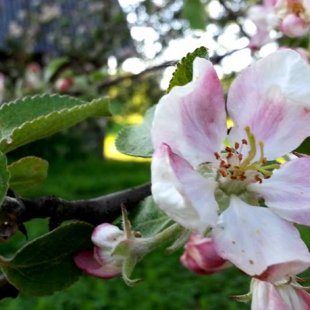 Ābeļzieds. /Inese/