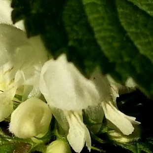 Balta nātre. /Inese/