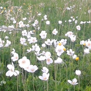 Pļavas ziedi. /Marika/