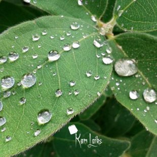 Rasa uz lapām. /Marika/