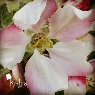 Ābeļzieds. /Inese/