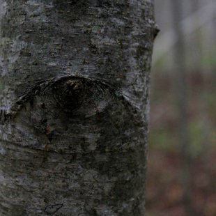 Alksnis ar acīm. (Inese)