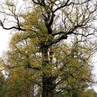 Vīksna rudenī. /Inese/