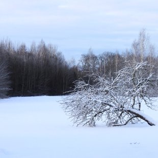 Ziema. Ābele. Lauki. /Inese/