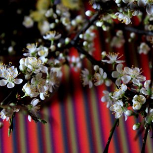 Ziedošas plūmes vāzē