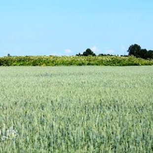 Labības lauks. /Inese/