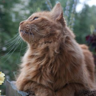 Minkāns no Rīgas. /Iesūtījusi Inese/