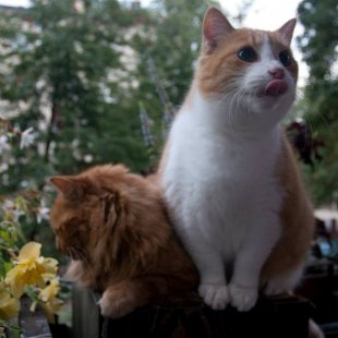 Minkāns un Rūdis no Rīgas. /Iesūtījusi Inese/