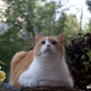 Rūdis no Rīgas. /Iesūtījusi Inese/