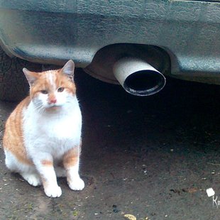 Minčuks no Aulejas. / Iesūtījis Juris/