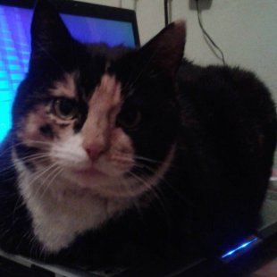 Siliņu Minka okupējusi datoru