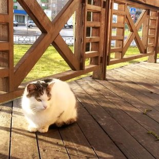 Jēkabpils kaķītis