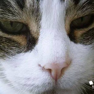 Puika no Vidzemes. /Iesūtījusi Baiba/