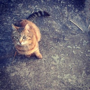 Kaķīt's no Ikšķiles. /Iesūtījusi Marika/