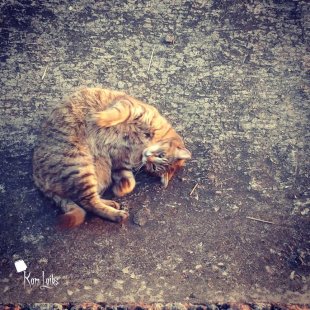 Kaķīt's no Ikšķiles. /Iesūtījusi Marika/