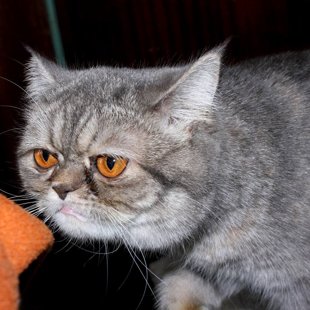 Omes Prince. /Iesūtījusi Arnita/