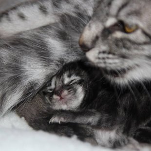 Mia. (Iesūtījusi Agija)