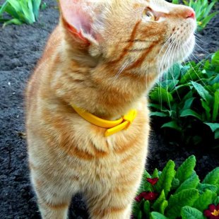 Minkāns Sisis. (Iesūtījusi Solvita)