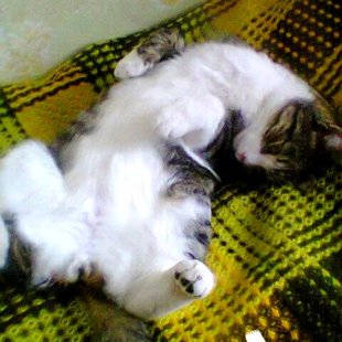 Čudiks no Žagaru ciema. / Iesūtījusi Sarmīte/