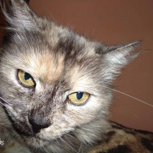 Dana. /Iesūtījusi Jeļena/