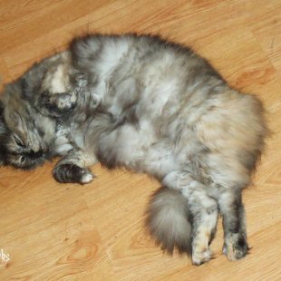 Dana. /Iesūtījusi Jeļena/