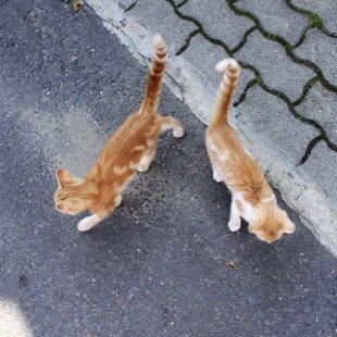 "Dzīvsudrabiņi" no Ungārijas.  /Iesūtijis Varis/