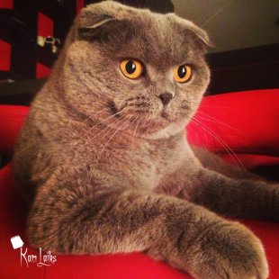 Fila. /Iesūtījusi Aija/