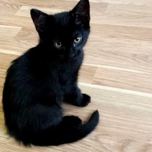 Huga. /Iesūtījusi Marija/