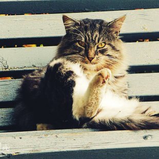 Pārsteigts nesagatavots :) /Iesūtījusi Lana/