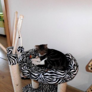 Keša no Reikjavikas. /Iesūtījusi Jeļena/