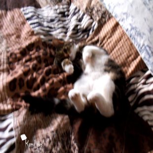 Keša no Islandes. /Iesūtījusi Jeļena/