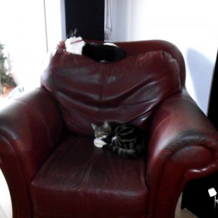 Keša un Tosja no Reikjavikas. /Iesūtījusi Jeļena/