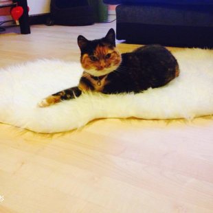 Kitija no Anglijas.  /Iesūtījusi Lāsma/