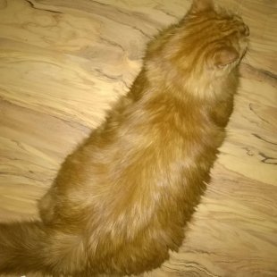 Maskēšanās lielmeistars Minkāns no Rīgas. /Iesūtījusi Inese/