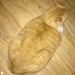 Maskēšanās lielmeistars Rūdis no Rīgas. /Iesūtījusi Inese/