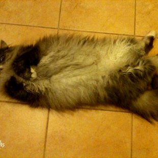 Mika no Saulesdārza. /Iesūtījusi Barba/