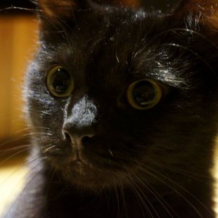 Miki. /Iesūtījusi Julianna/