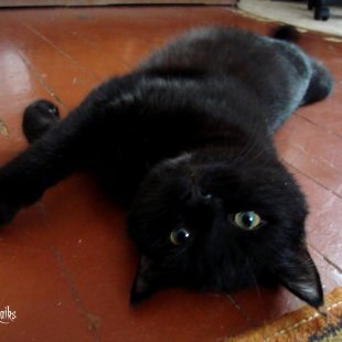 Miki. /Iesūtījusi Julianna/