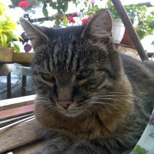 Mīļumiņš no Ikšķiles. /Iesūtījusi Inese/