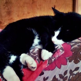 Mincene. /Iesūtījusi Lana/