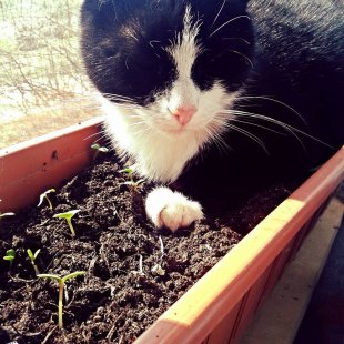 Mincene. /Iesūtījusi Lana/