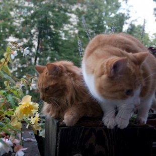 Minkāns un Rūdis no Rīgas. /Iesūtījusi Inese/