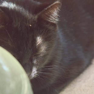 Minnija no Rīgas. /Iesūtījusi Madara/