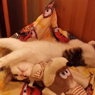 Muris no Jūrmalas.  /Iesūtījusi Gunita/