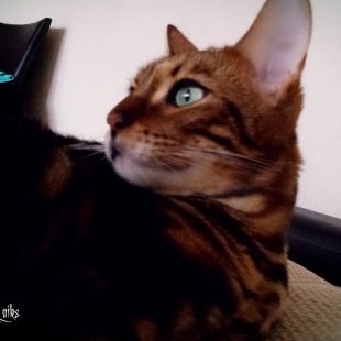 Simba. /Iesūtījusi Linda/