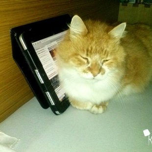 Ramzis. /Iesūtījis Sandis/