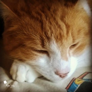 Rudais Runcis Rūdis no Rīgas. /Iesūtījusi Inese/