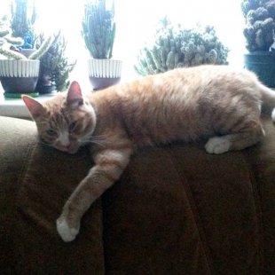 Rūdis. /Iesūtījusi Laila/